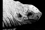 Ink: Tortoise Moment