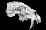 Ink: Dinictis squalidens